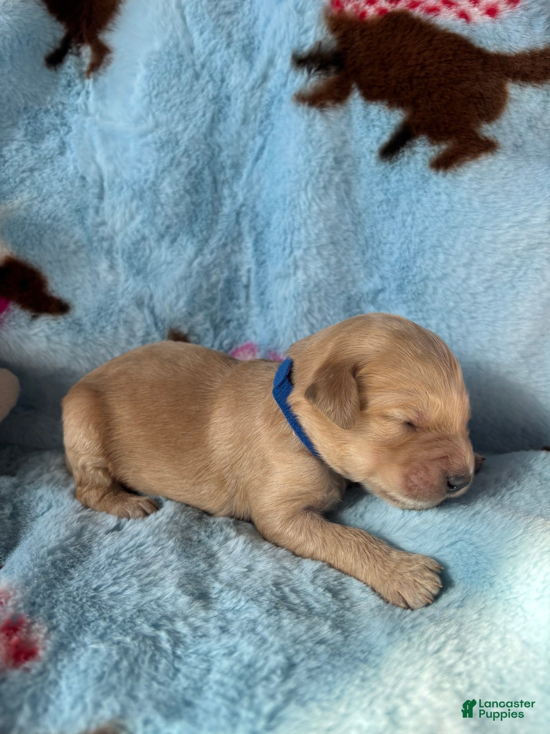 Goldendoodle dogs for sale: Sorrel - Ad 6