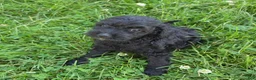 Cavapoo dogs for sale: Onyx - Ad 4