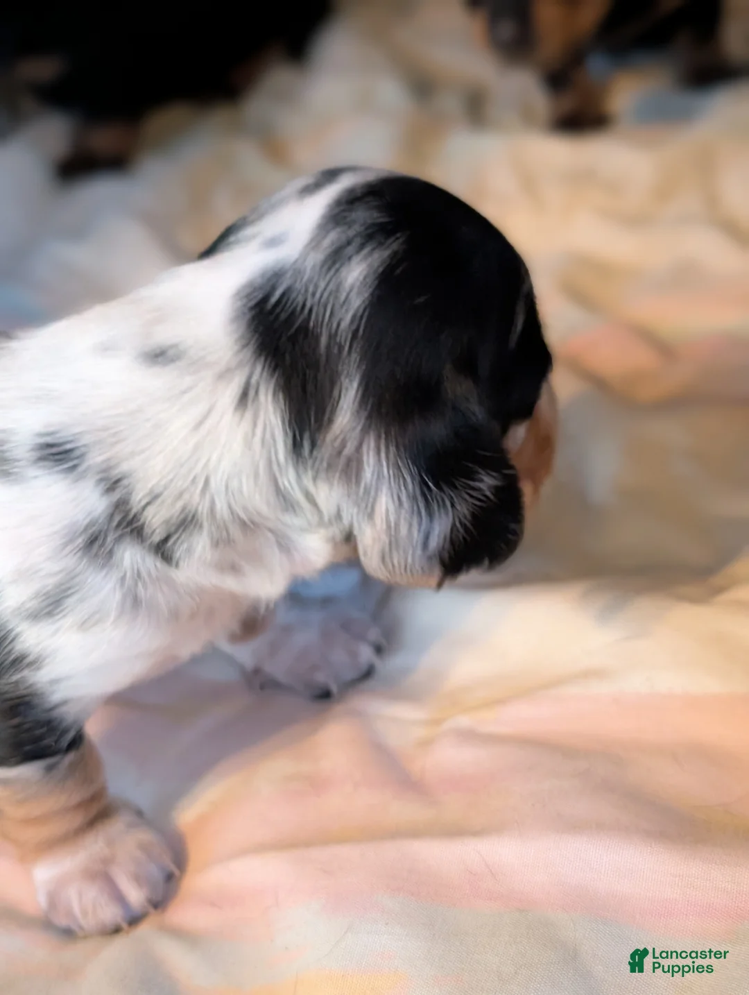 Miniature Dachshund dogs for sale: Miniature Dachshund Puppy 1 - Ad 4