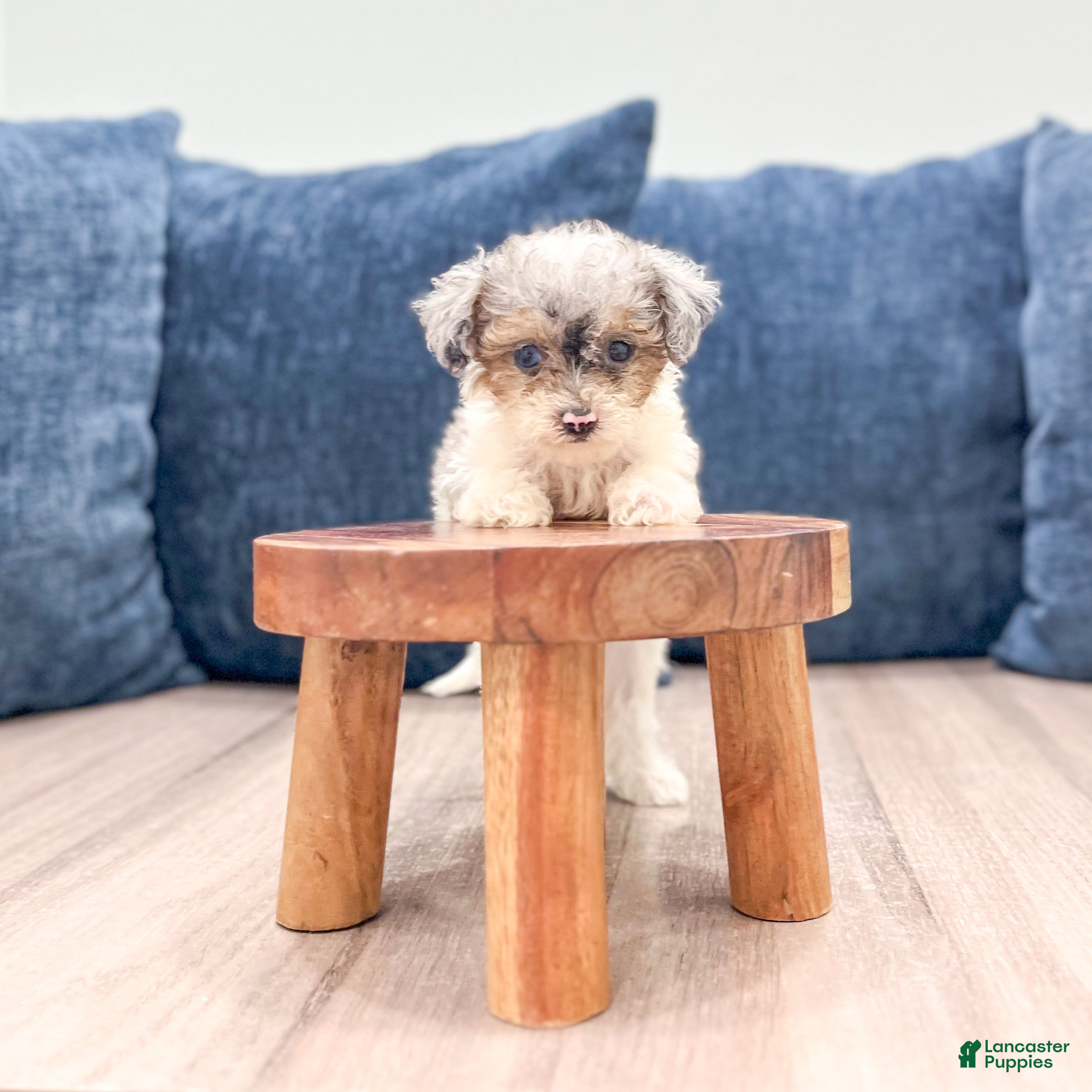 Toy Poodle dogs Brinley - Ad 2