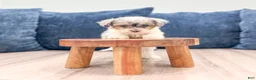 Toy Poodle dogs for sale: Brinley - Ad 2