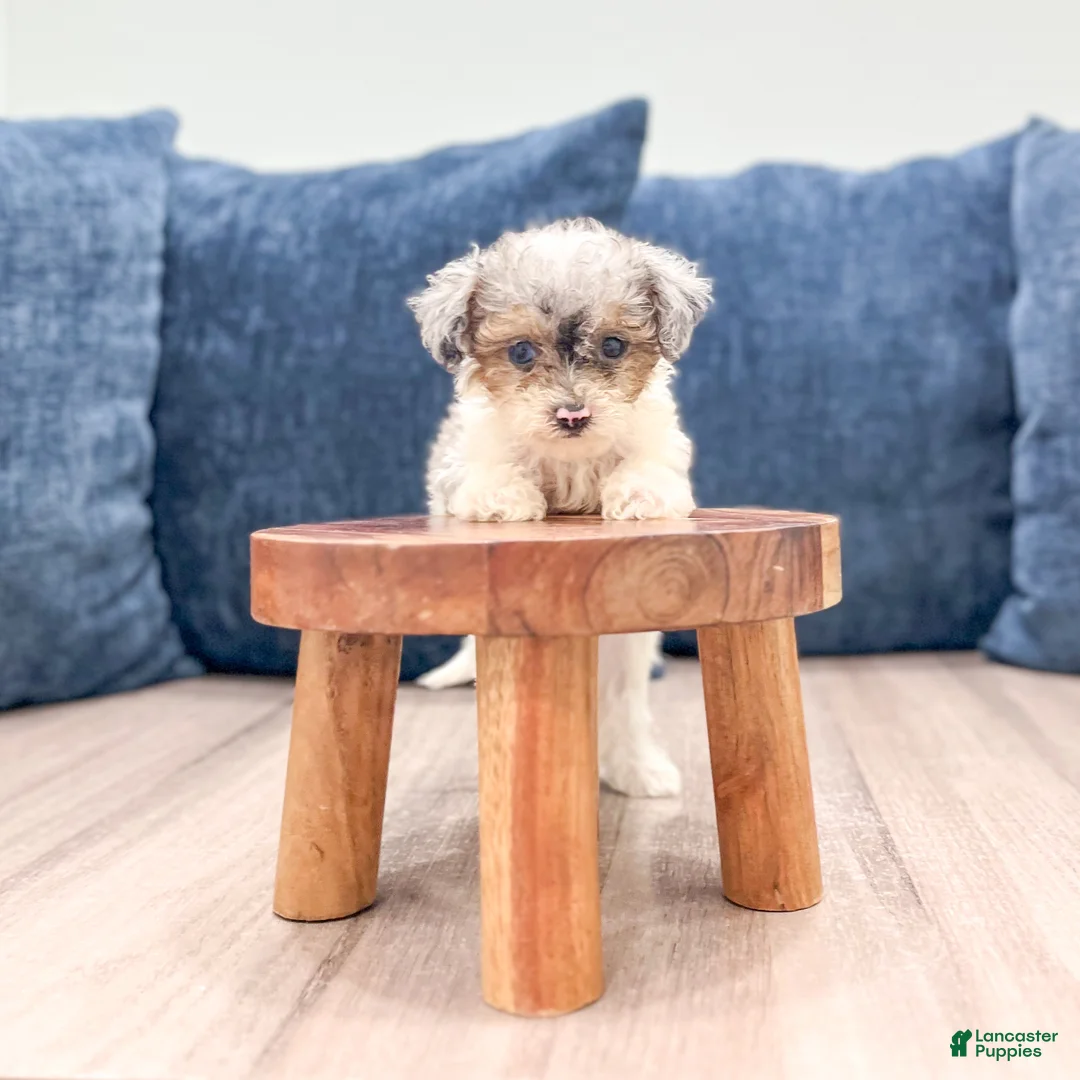 Toy Poodle dogs for sale: Brinley - Ad 2