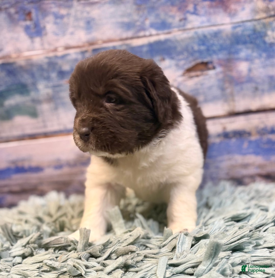 Mixed Breed dogs for sale: Stephanie OFA DNA - Ad 7