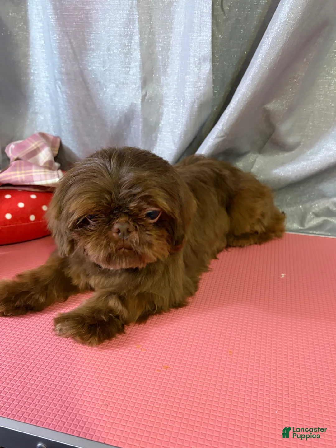 Shih Tzu dogs for stud: Akc&OFA liver Shih Tzu stud - Ad 2