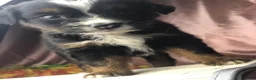 Australian Shepherd dogs for sale: Australian Shepherd 5 (female) - Ad 7