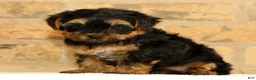 Yorkshire Terrier dogs for sale: Sophia - Ad 2