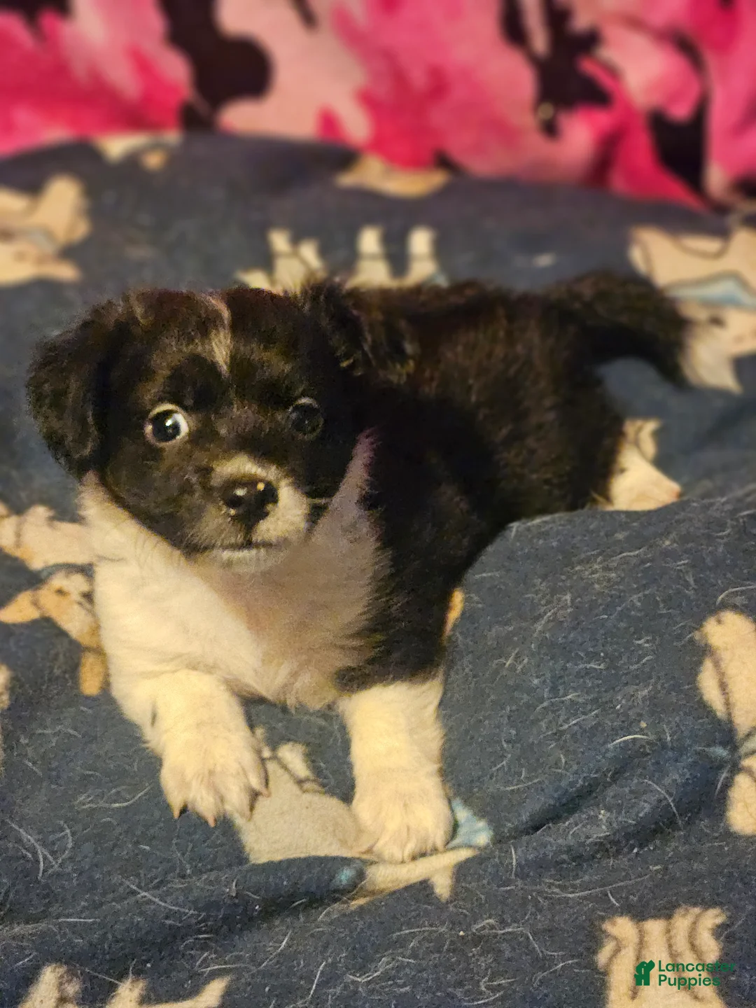 Chihuahua dogs for sale: Butter (T-Cup) - Ad 2