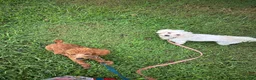 Maltipoo dogs for sale: Maltipoo 5 - Ad 6