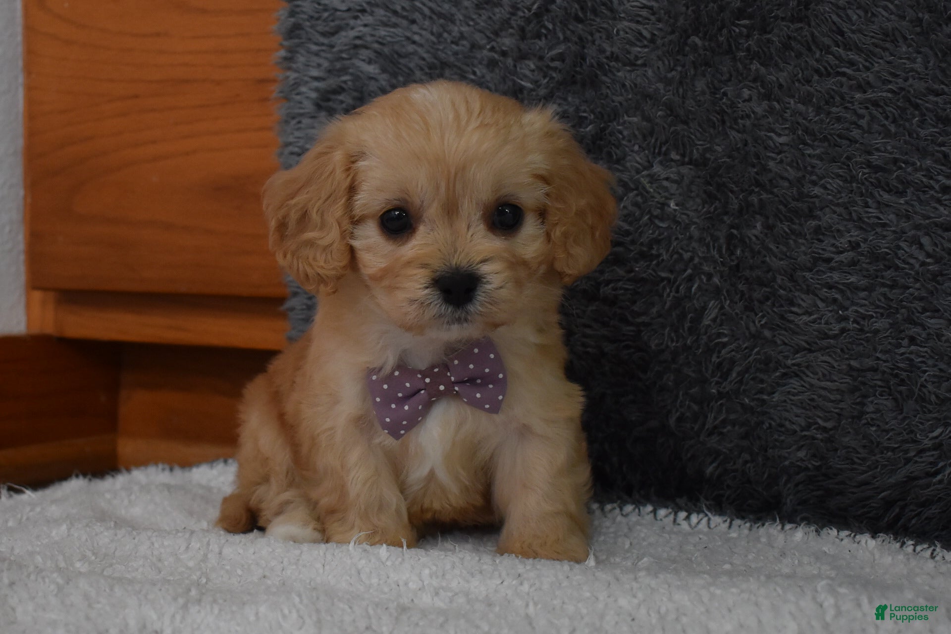 Cavachon dogs Paige  - Ad 2