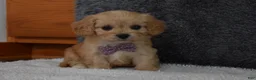 Cavachon dogs for sale: Paige  - Ad 2