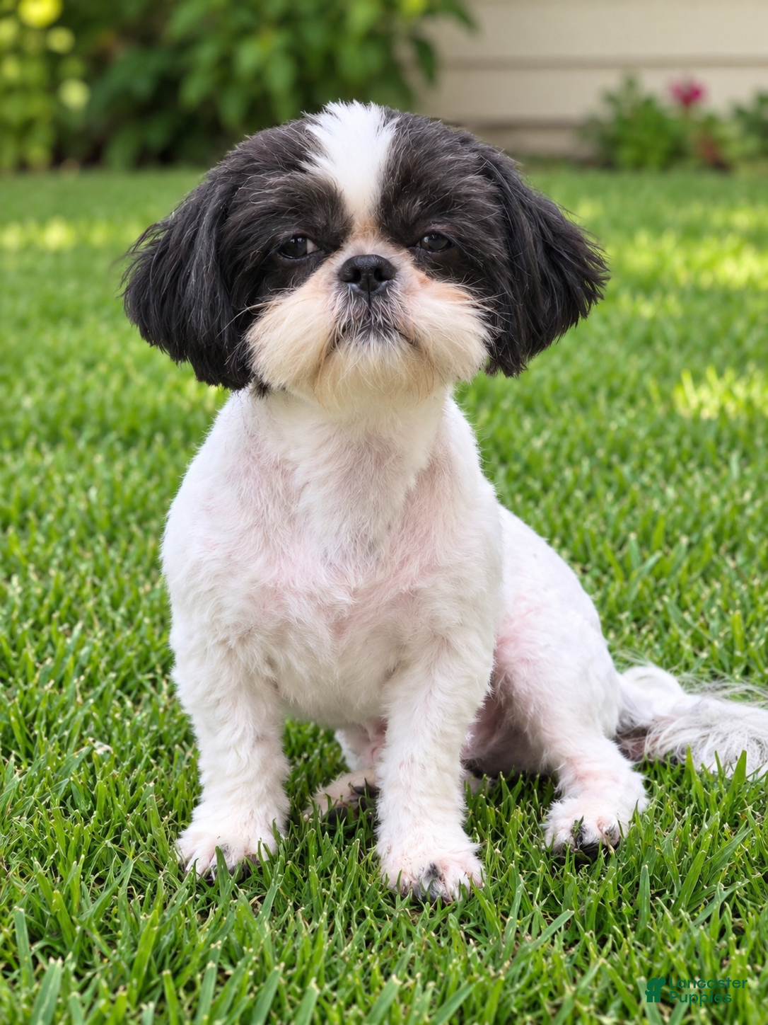 Shih Tzu dogs Steven - Ad 8