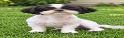 Shih Tzu dogs for sale: Steven - Ad 1