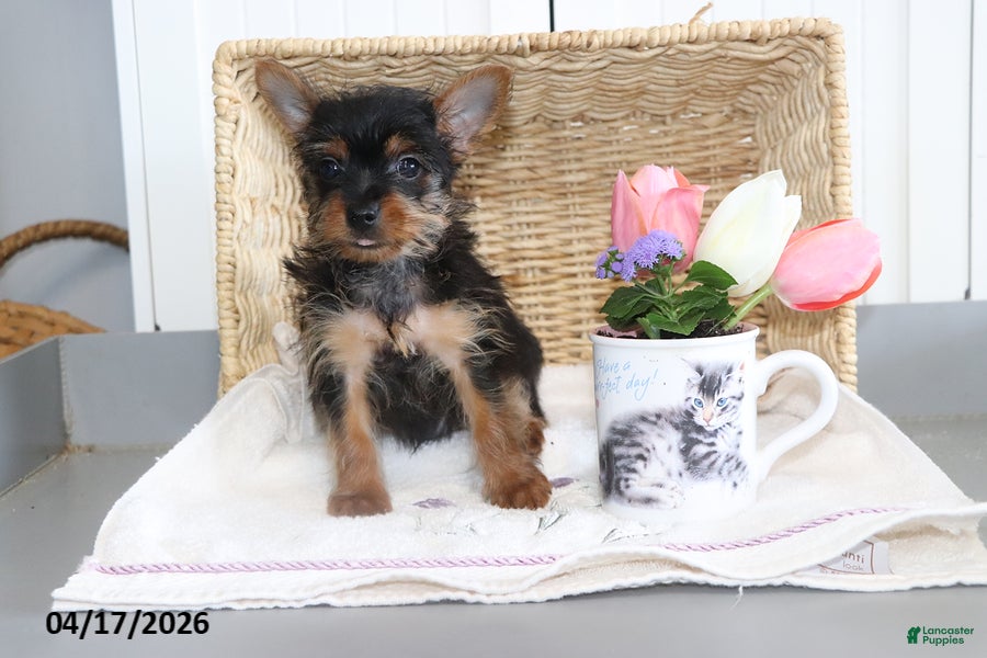 Yorkshire Terrier dogs Checkers TEACUP - Ad 2