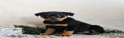 Rottweiler dogs for sale: Ginny - Ad 2