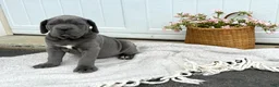 Cane Corso dogs for sale: Bane - Ad 15