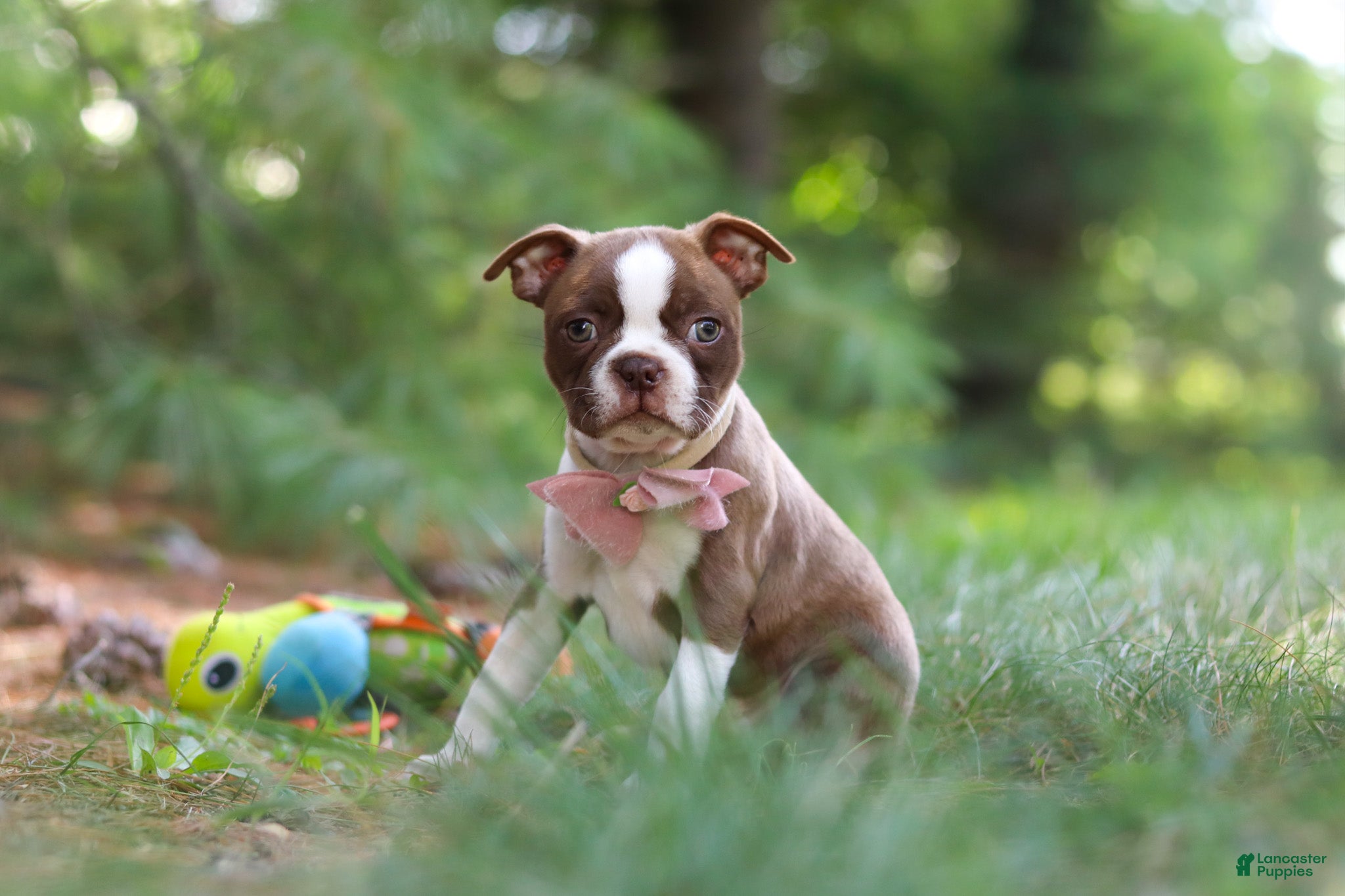 Boston Terrier dogs Precious - Ad 2