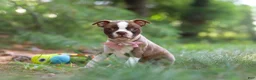 Boston Terrier dogs for sale: Precious - Ad 2