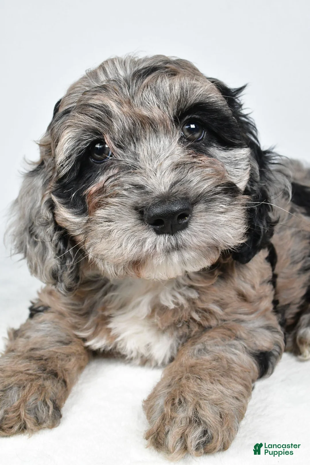 Cockapoo dogs for sale: Chery - Ad 8