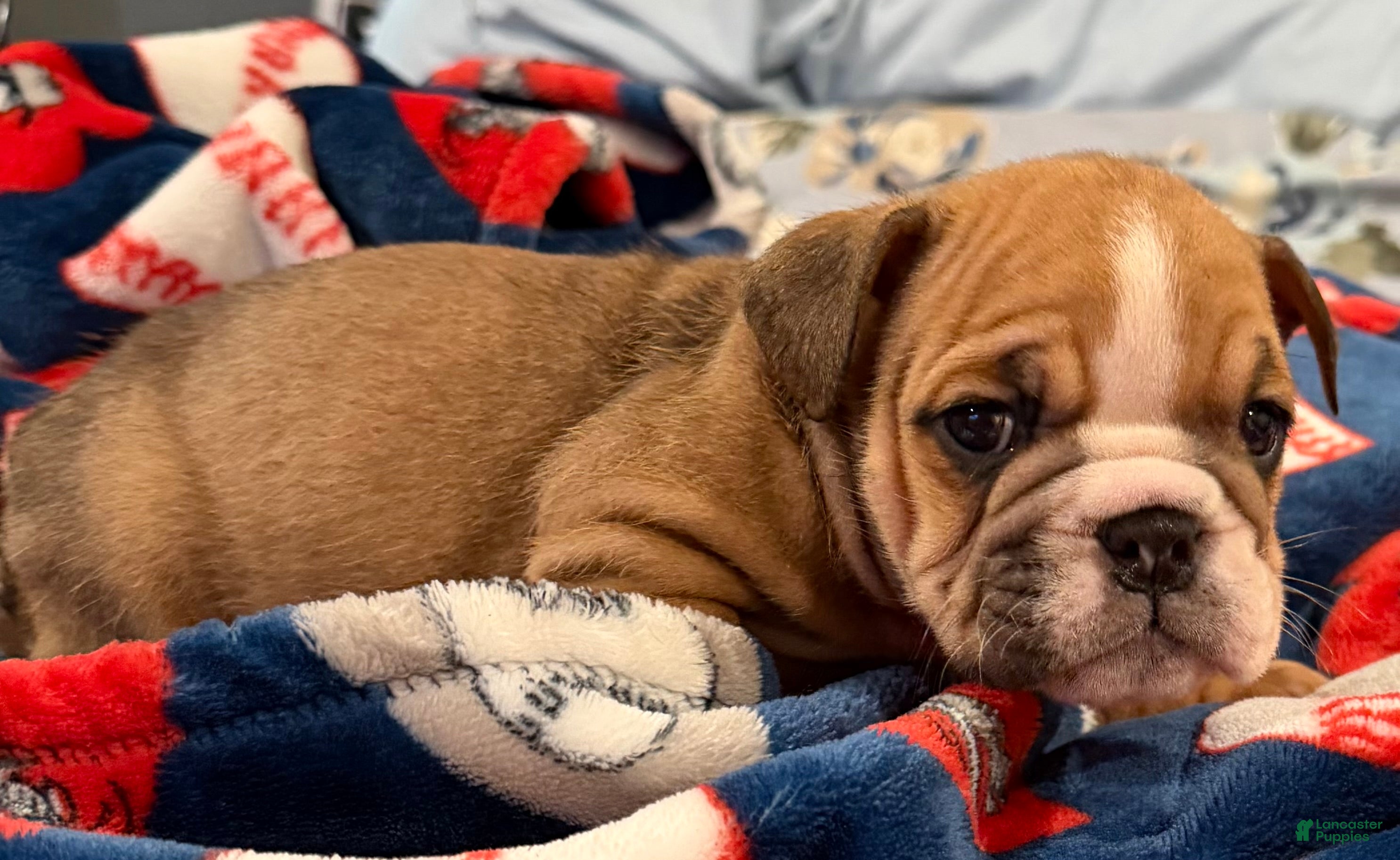 English Bulldog dogs English Bulldog 3 - Ad 2
