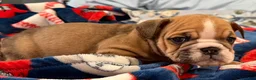 English Bulldog dogs for sale: English Bulldog 3 - Ad 2