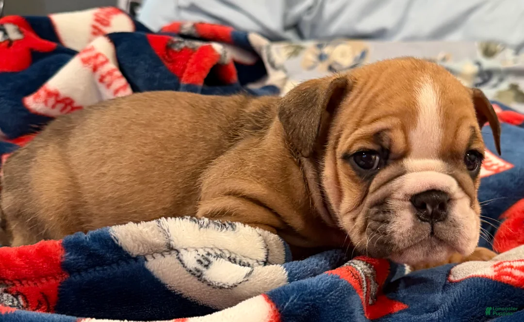 English Bulldog dogs for sale: English Bulldog 3 - Ad 2