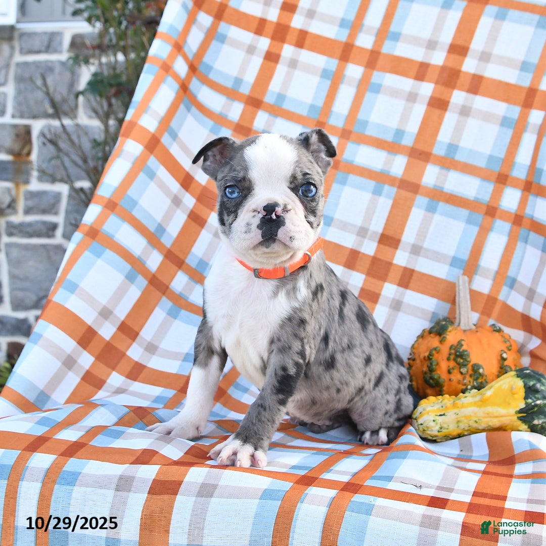 Boston Terrier dogs for sale: Victor - Ad 2