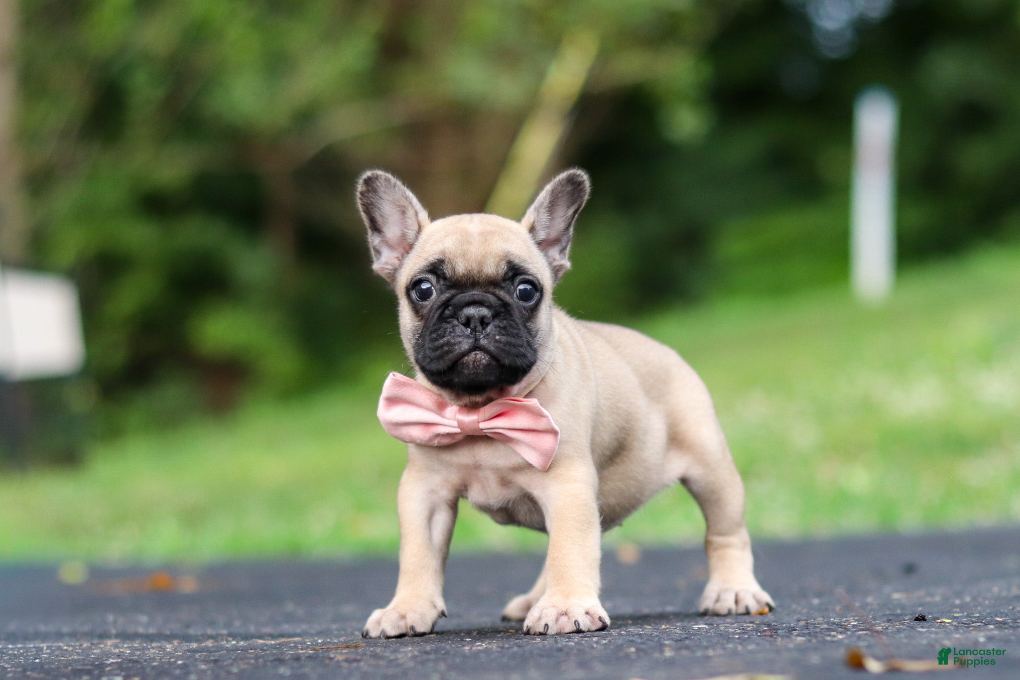 French Bulldog dogs for sale: Callie - Ad 2