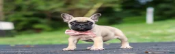 French Bulldog dogs for sale: Callie - Ad 1