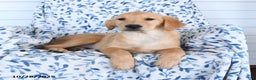 Golden Retriever dogs for sale: Precious - Ad 2