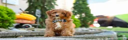Cavapoo dogs for sale: Justin - Ad 6