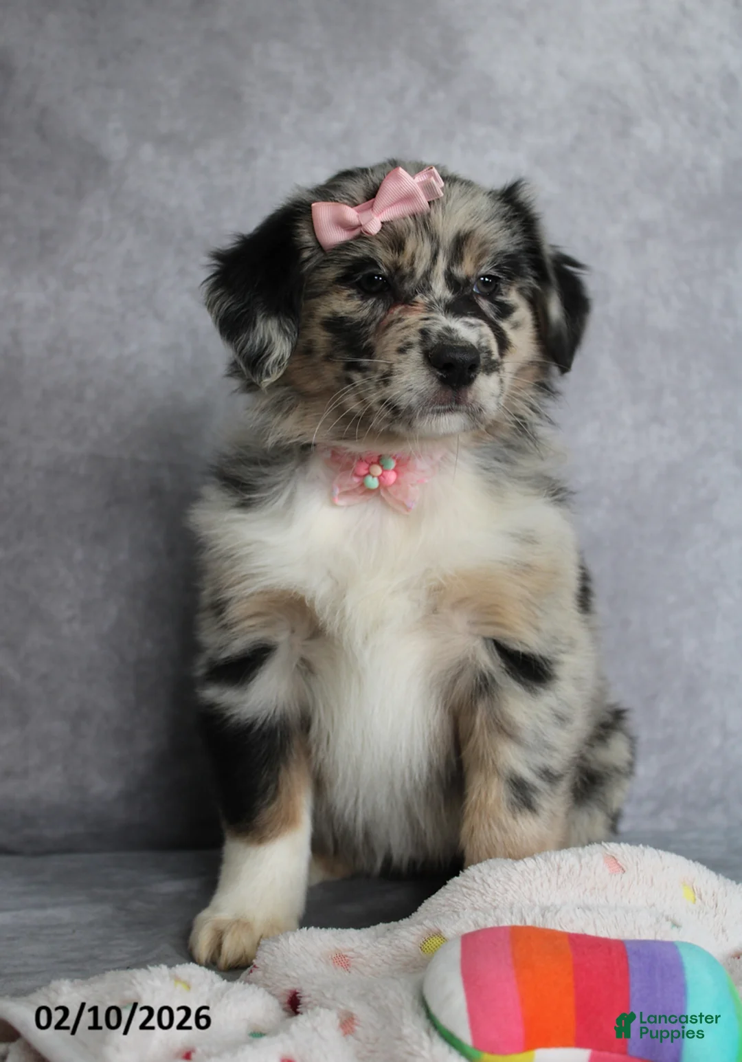 Australian Shepherd dogs for sale: Daisy - Ad 5