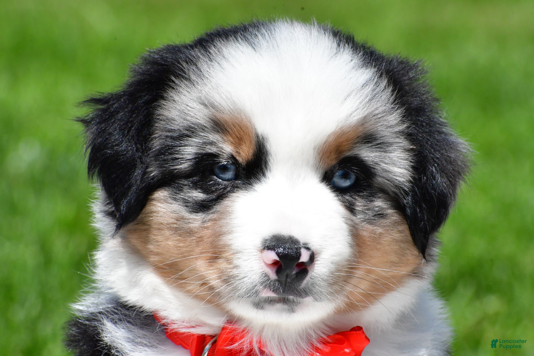 Miniature Australian Shepherd dogs for sale: Curtis - Ad 1