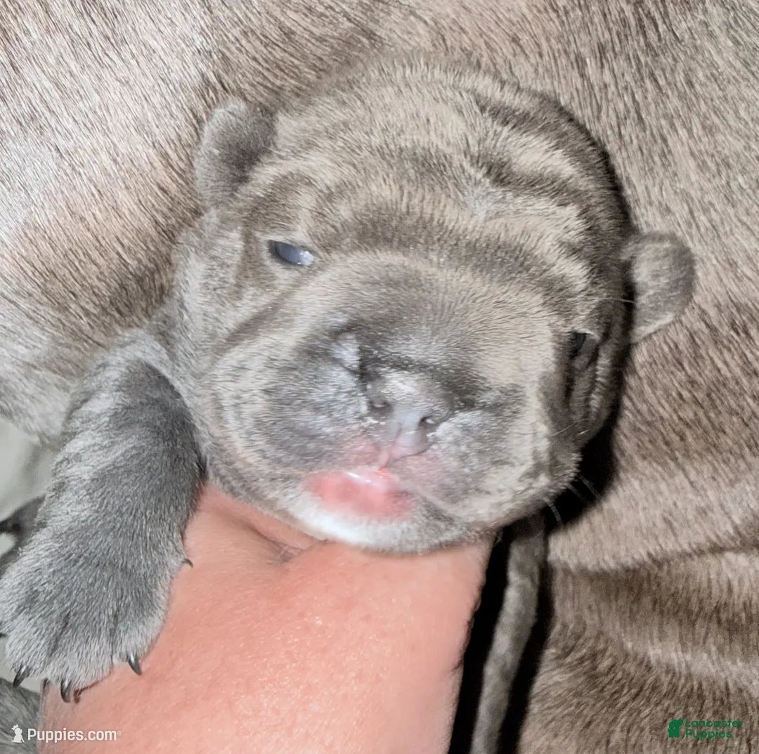 French Bulldog dogs for sale:  Beautiful Big Rope - Ad 2