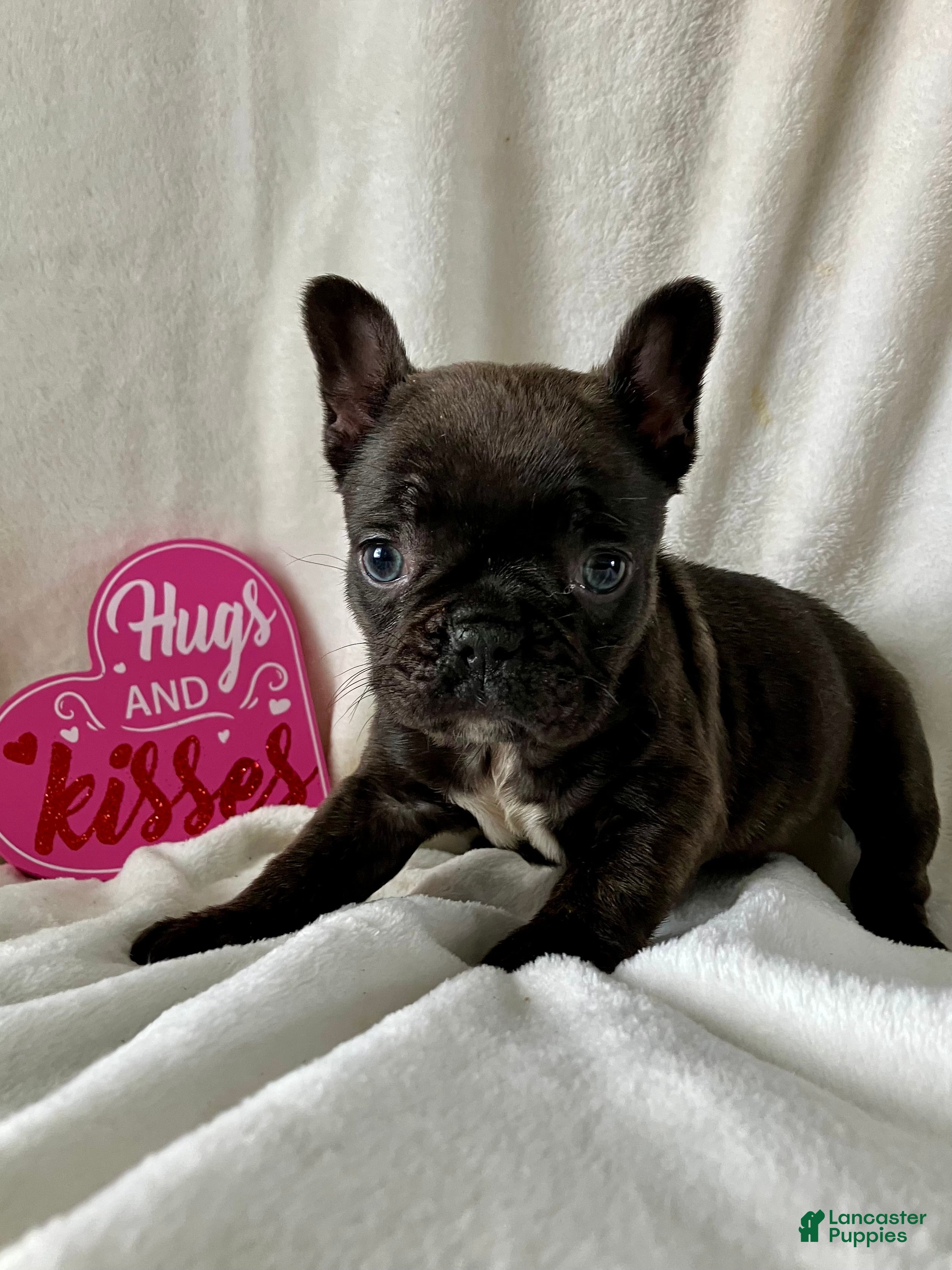 French Bulldog dogs Paisley - Ad 2