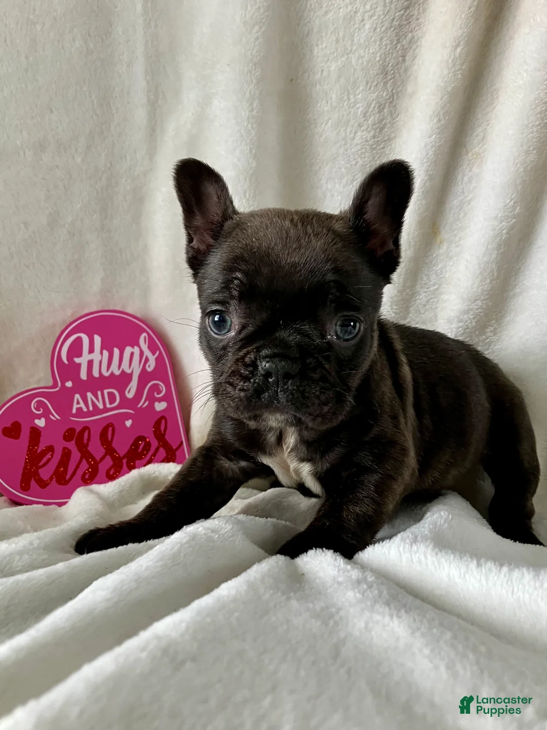 French Bulldog dogs for sale: Paisley - Ad 2