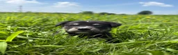 Goberian dogs for sale: Jax - Ad 1
