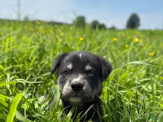 Goberian dogs Jax - Ad 3
