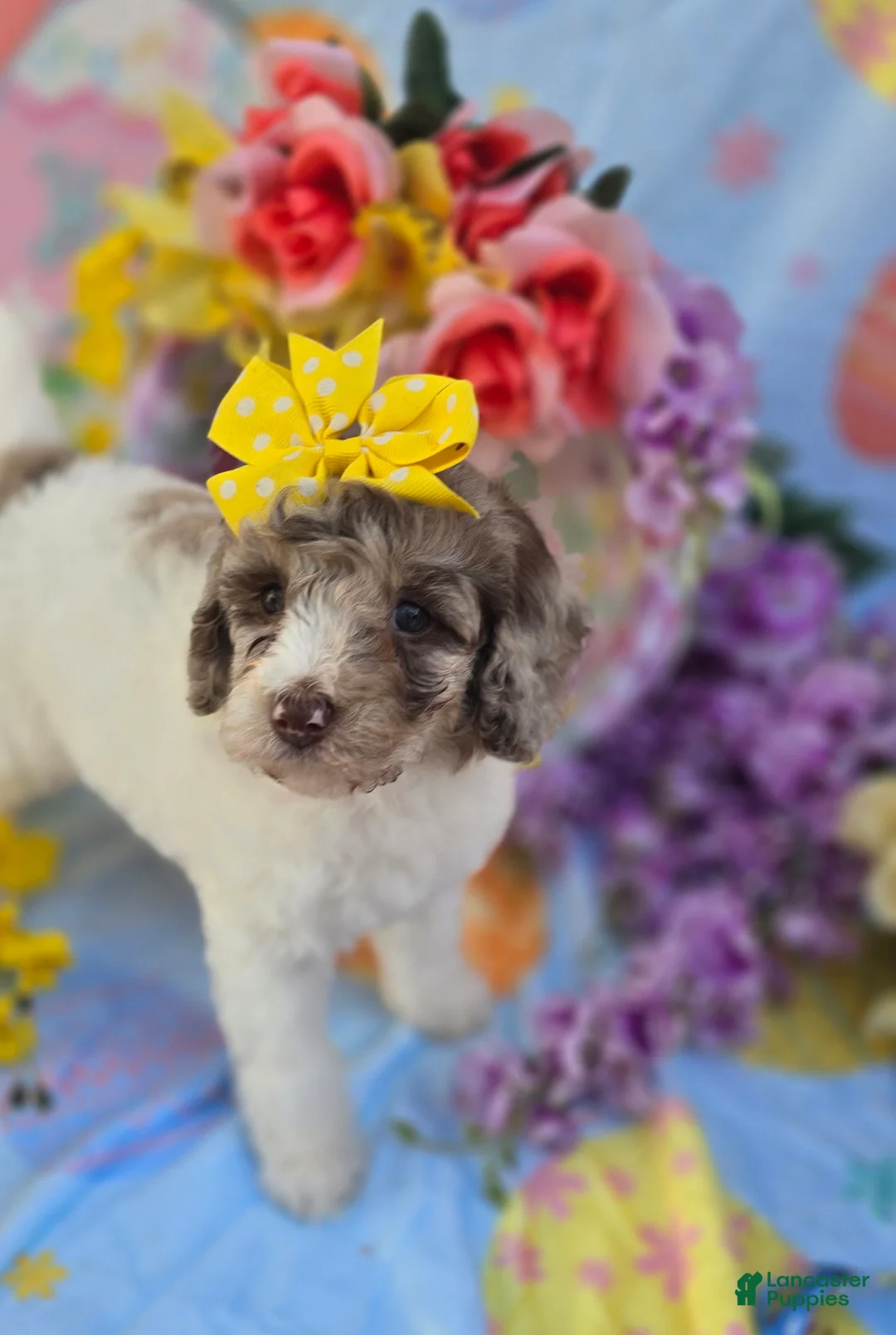 Mini Goldendoodle dogs for sale: Pippin - Ad 2