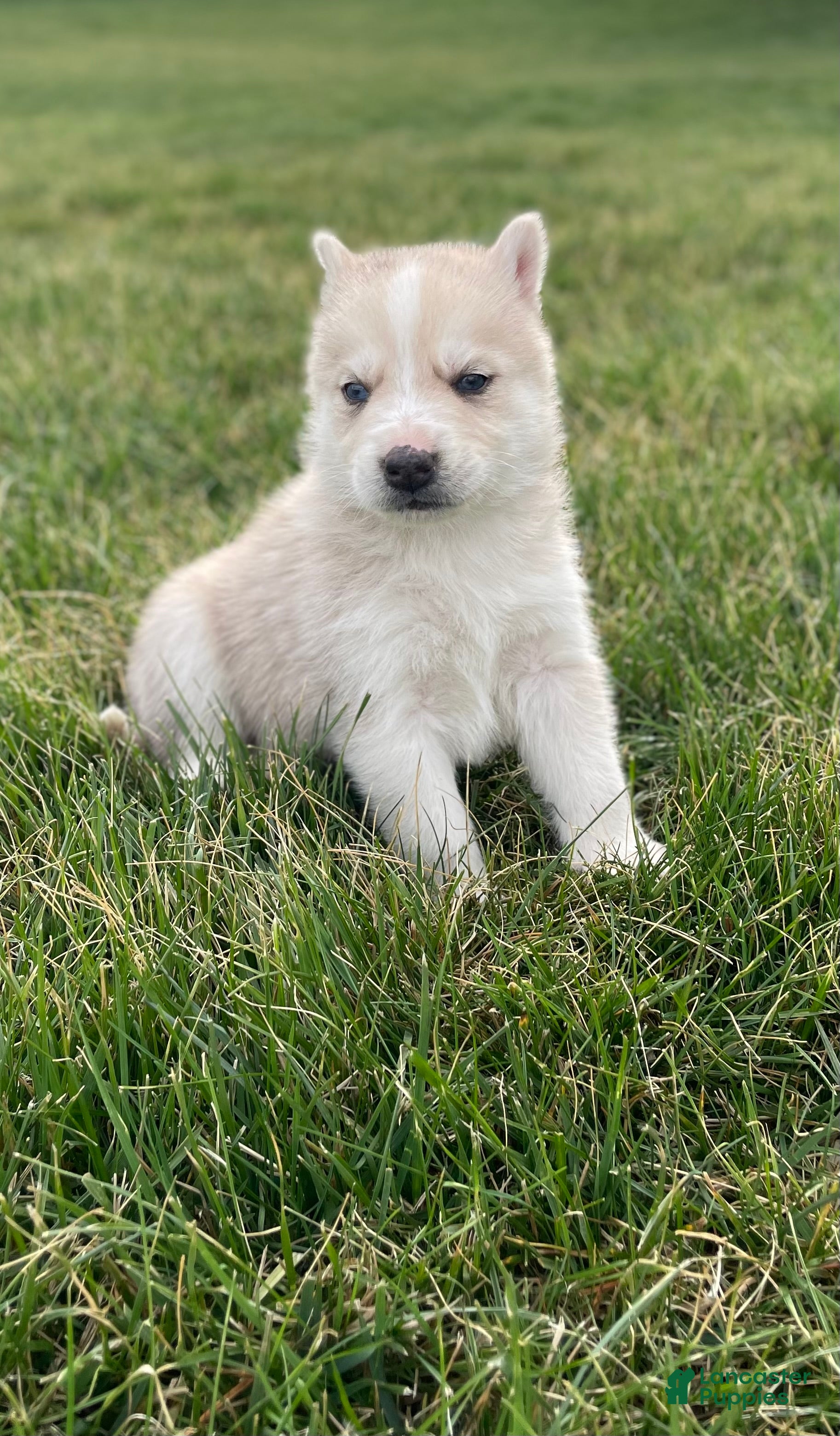 Gerberian Shepsky dogs Oliver  - Ad 1