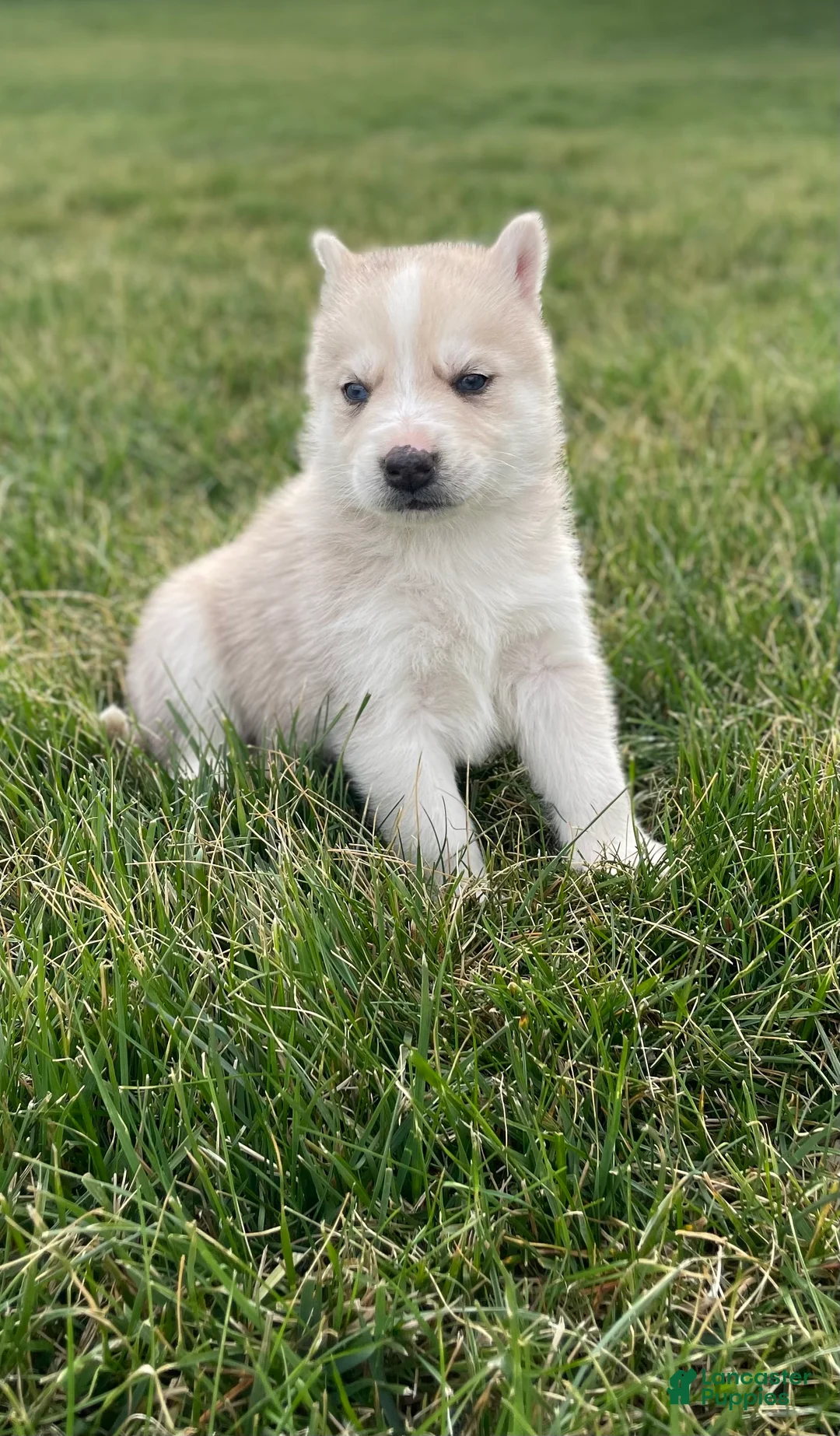 Gerberian Shepsky dogs for sale: Oliver  - Ad 1