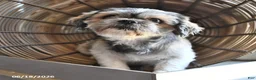 Shihpoo dogs for sale: Skye - Ad 4