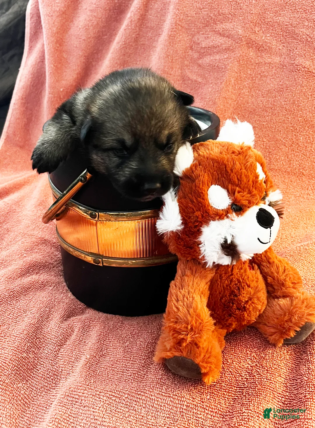German Shepherd dogs for sale: Orange Girl - Ad 1