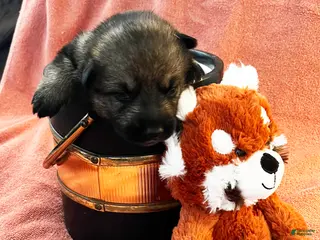 German Shepherd dogs Orange Girl - Ad 8