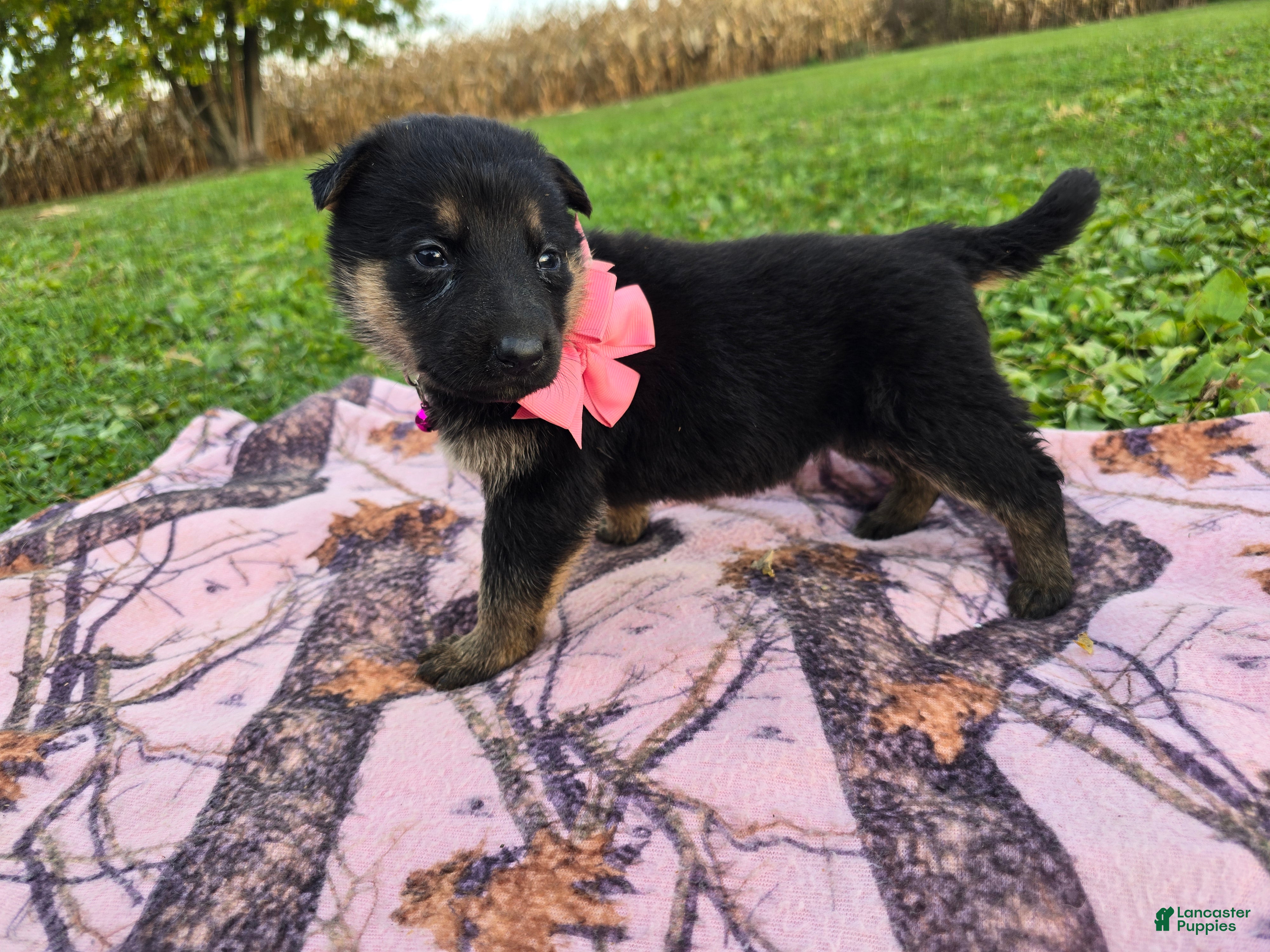 German Shepherd dogs for sale: German Shepherd 6 - Ad 2