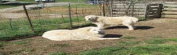 Great Pyrenees dogs for sale: Blue Collar Male Great Pyrenees Puppy  all white - Ad 3
