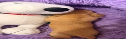 Dachshund dogs for sale: Dachshund 4 - Ad 7