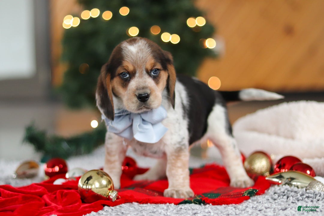 Beagle dogs for sale: Noah - Ad 3