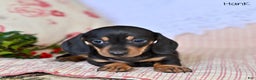 Miniature Dachshund dogs for sale: Hank - Ad 3