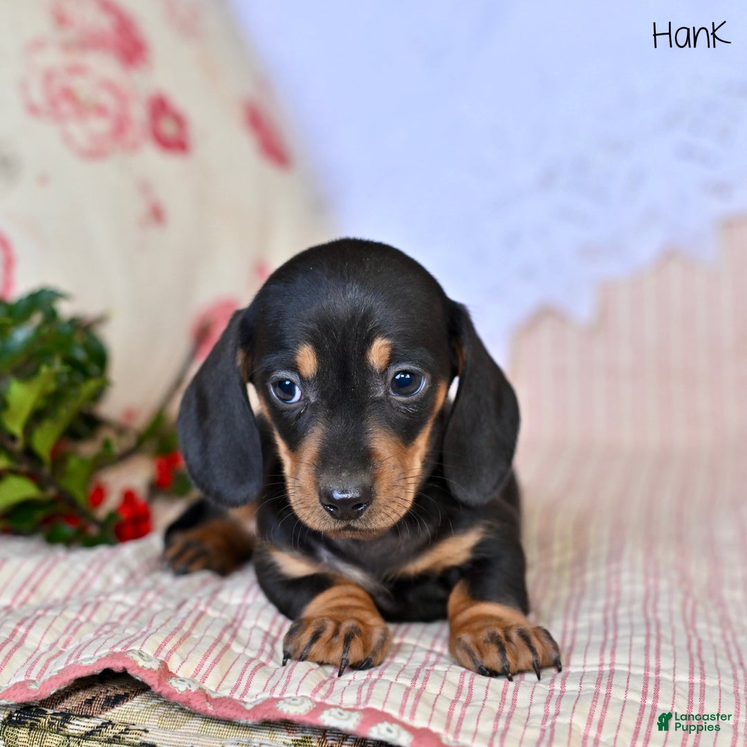 Miniature Dachshund dogs for sale: Hank - Ad 3