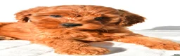 Mini Goldendoodle dogs for sale: Ellie - Ad 3